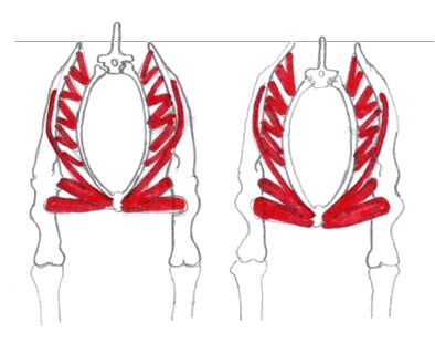 Hestens forpartsophæng