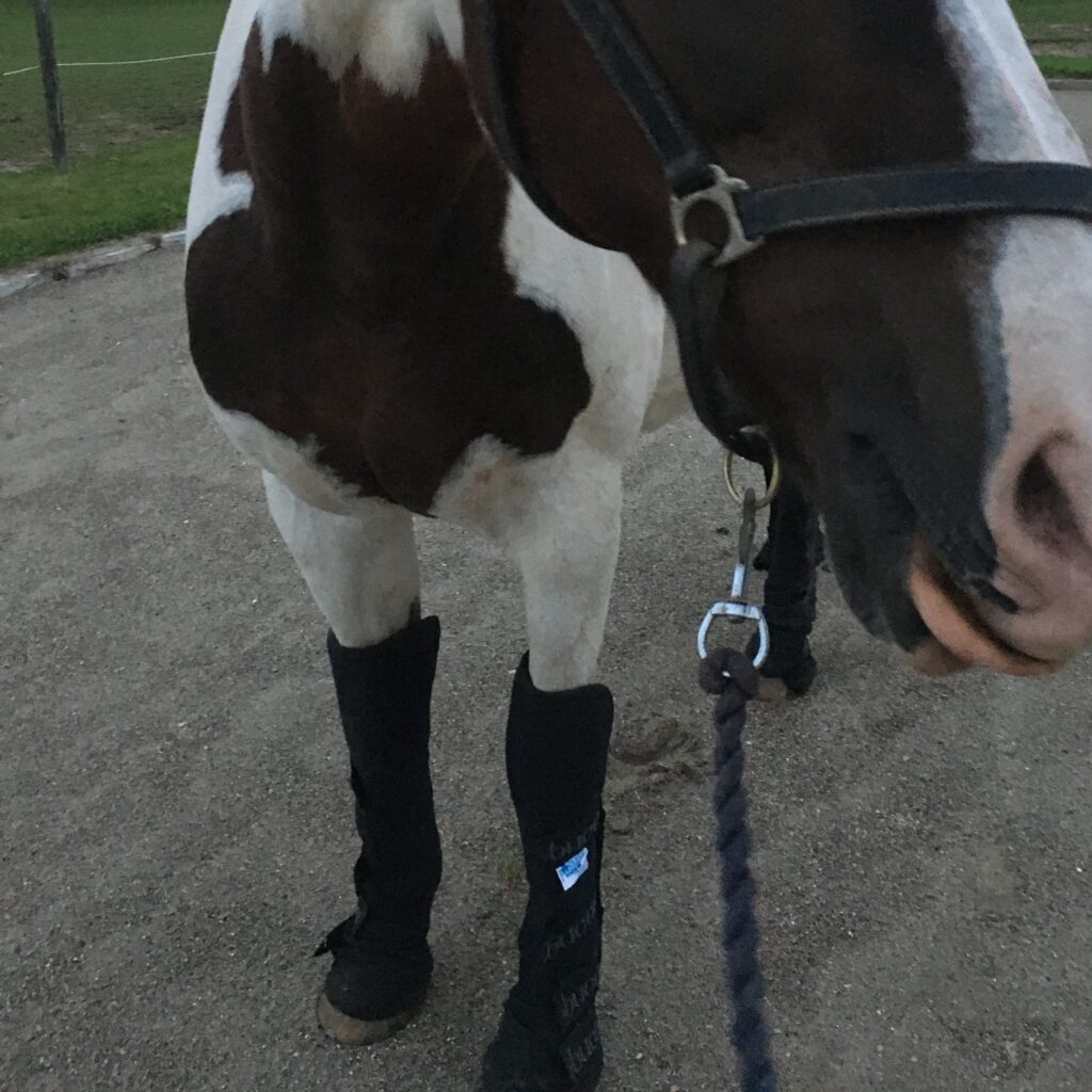 Passion flytte-træner