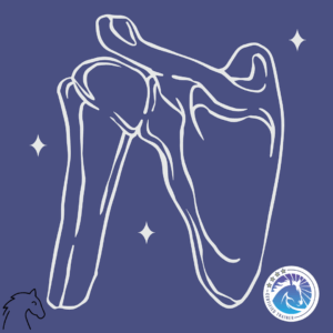 Online træninger for skulderbæltet